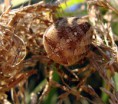 /album/araneidae/araneus-diadematus3-jpg/